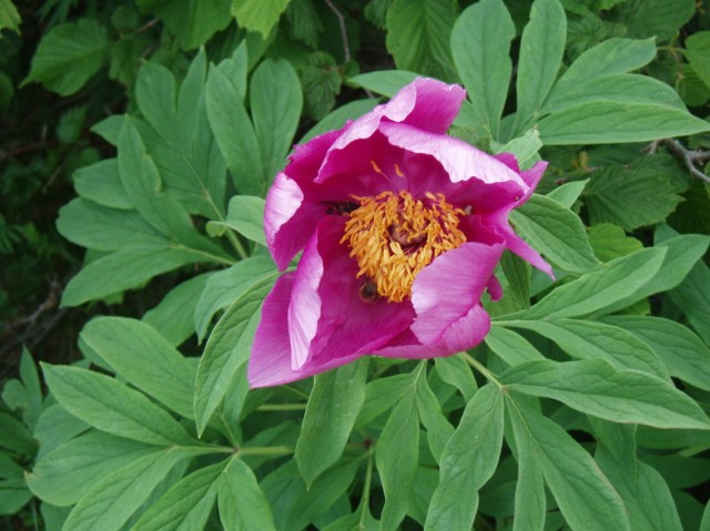 Paeonia officinalis subsp. italica / Peonia italica